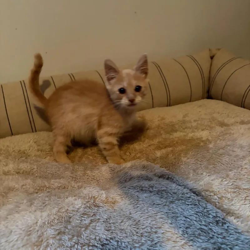 A baby small-sized male Domestic Short Hair cat named Mothball for adoption in Birdsboro, PA