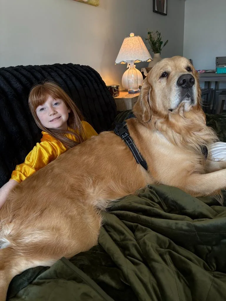 An adult large-sized male Golden Retriever dog named Teddy Courtesy Listing for adoption in Peru, NY
