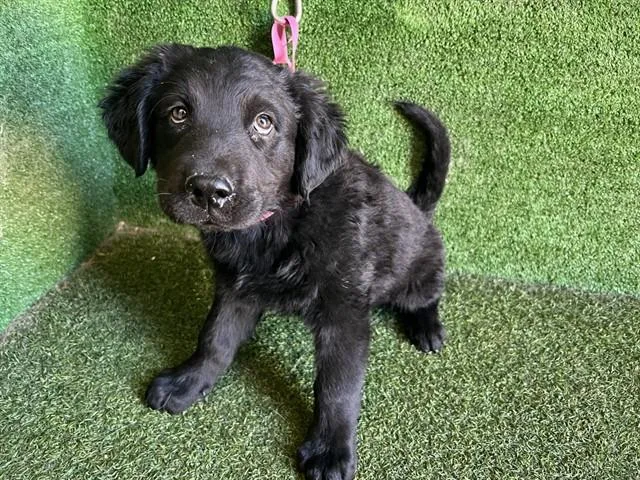 A baby small-sized male German Shepherd Dog dog named Amos for adoption in Lancaster, CA