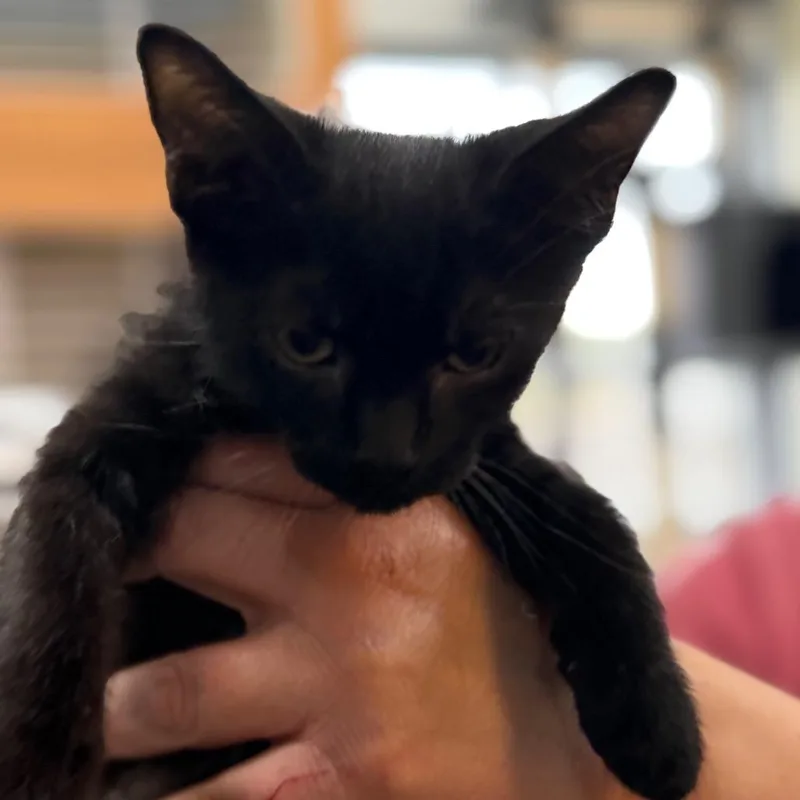 A baby small-sized male Black Domestic Short Hair cat named Guava for adoption in Idaho Falls, ID