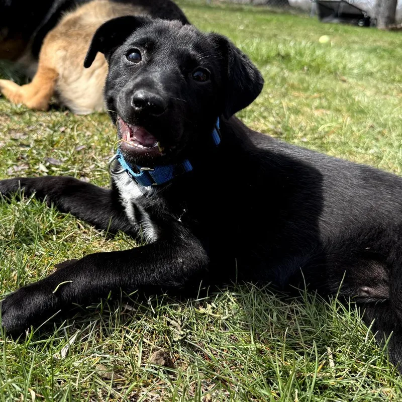 A baby medium-sized female Cattle Dog dog named Lulu for adoption in Fenton, MI