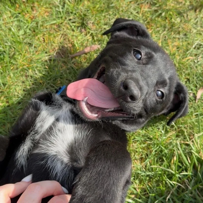 Lulu thumbnail 3