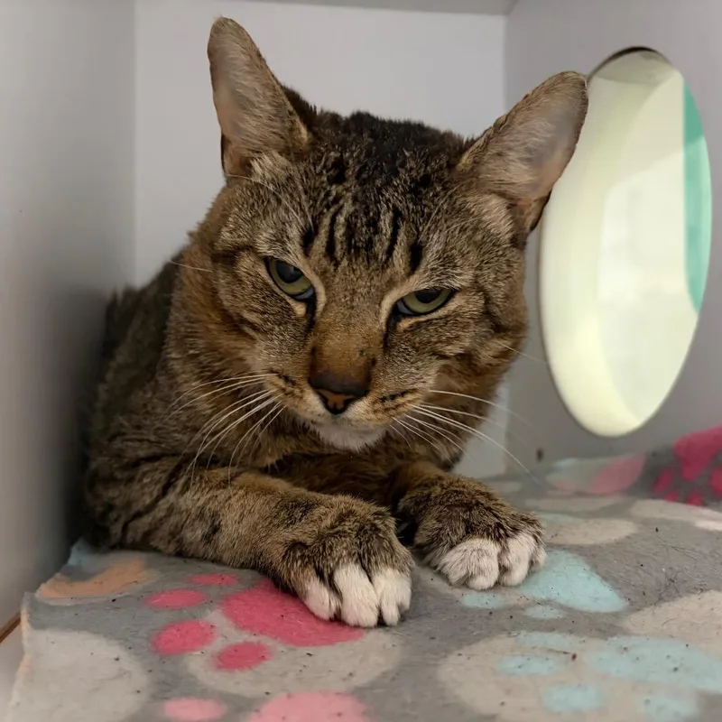 An adult medium-sized male Gray / Blue / Silver Domestic Short Hair cat named Dash for adoption in Lake Jackson, TX