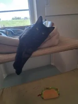 A young medium-sized male Black Domestic Short Hair cat named Dean for adoption in Lincoln, IL