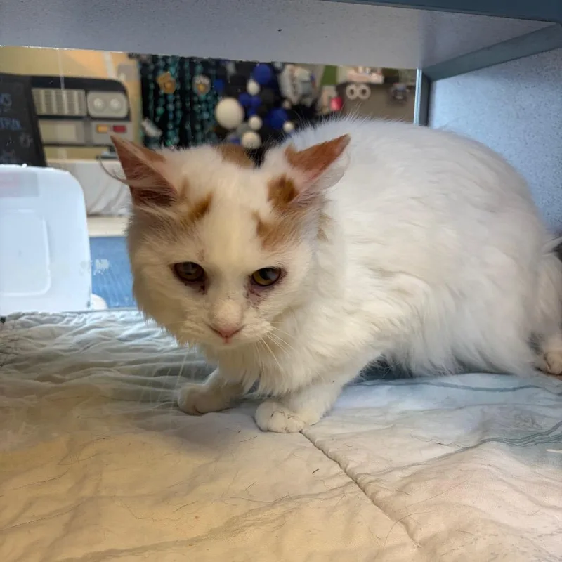 An adult small-sized female Calico Domestic Long Hair cat named Pumpkin for adoption in Red House, WV