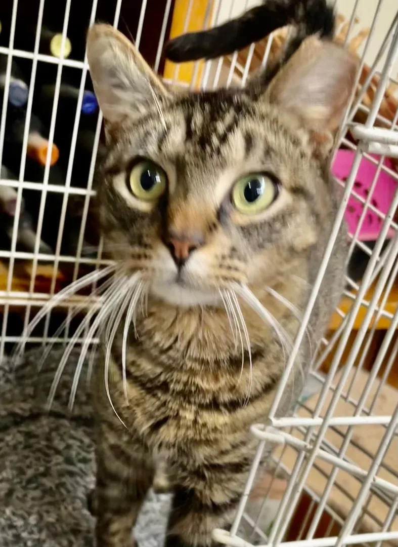 Crockett thumbnail 2