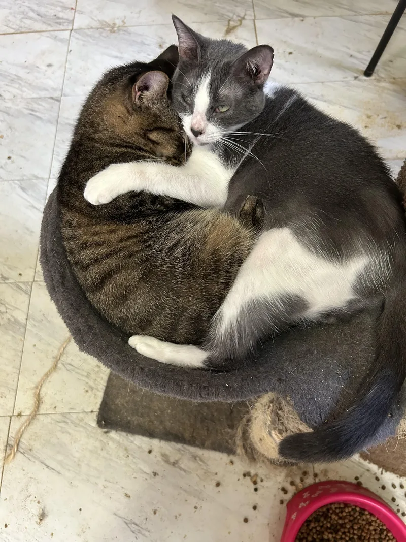 Crockett thumbnail 3