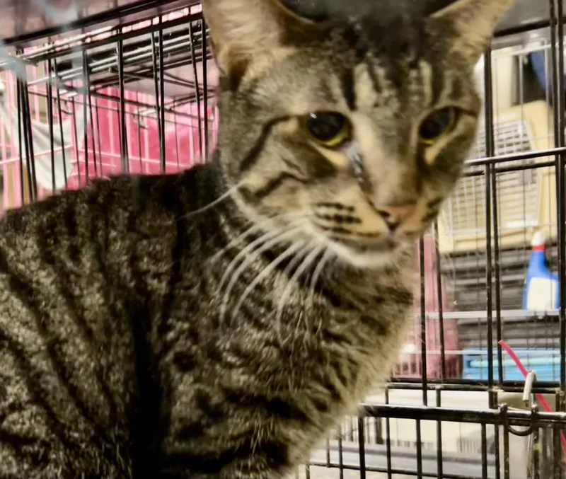 Crockett thumbnail 4