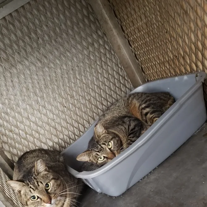 Crockett thumbnail 5