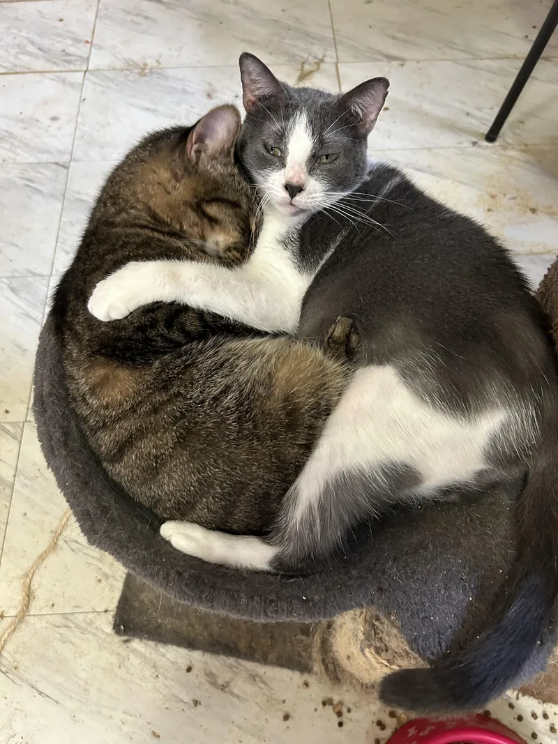 Crockett thumbnail 6