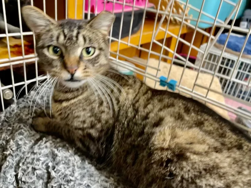 Crockett thumbnail 7