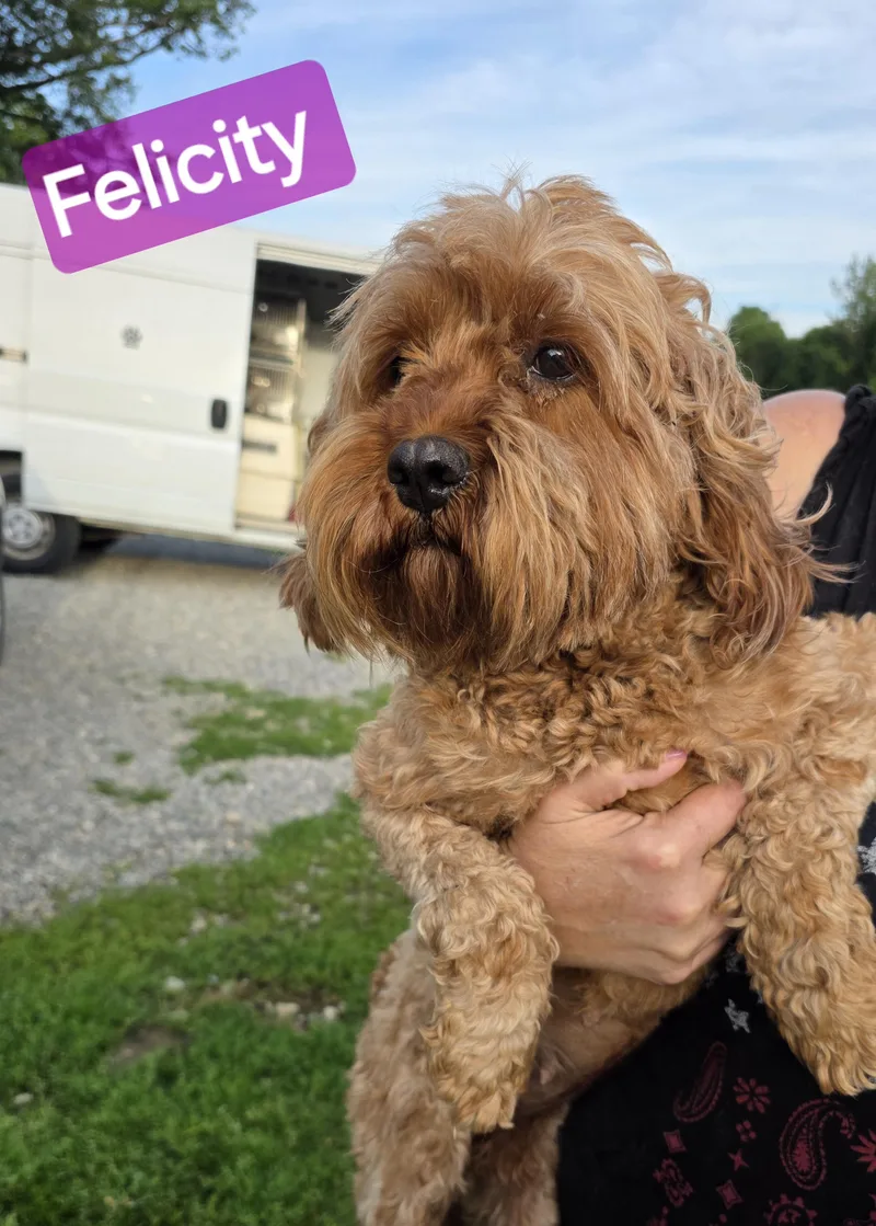 An adult medium-sized female Golden Goldendoodle dog named Felicity for adoption in Wheelersburg, OH