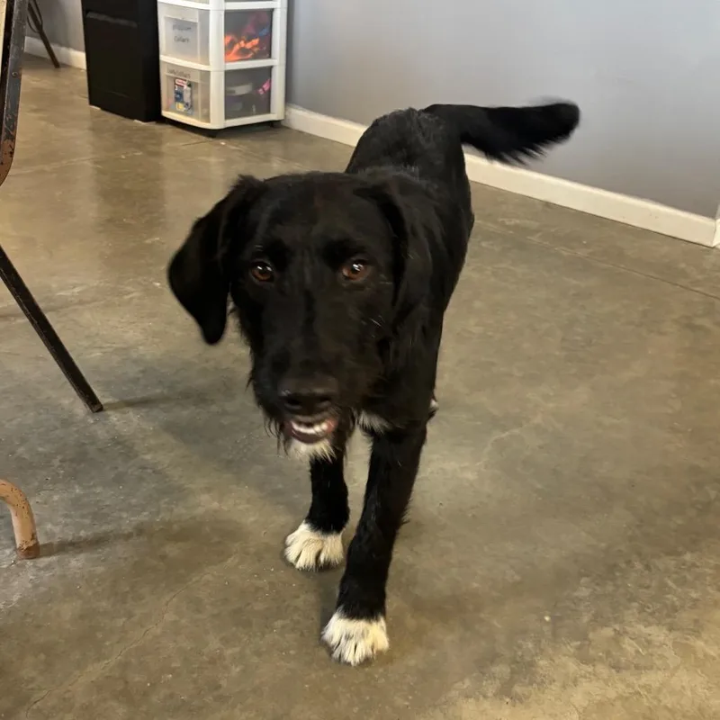 An adult medium-sized male Black Mixed Breed dog named Ranger for adoption in Brookfield, MO