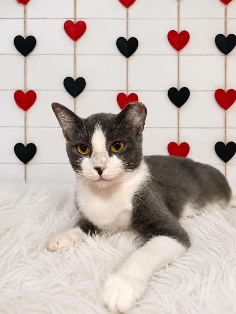 A young small-sized female Domestic Short Hair cat named Courtney Love for adoption in Corpus Christi, TX