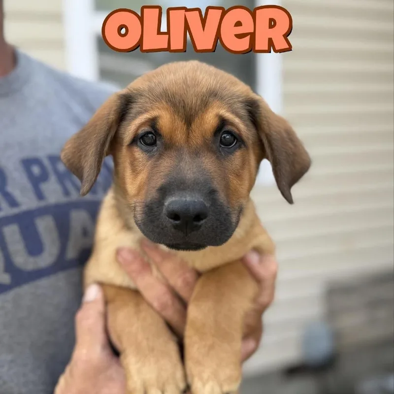 Oliver