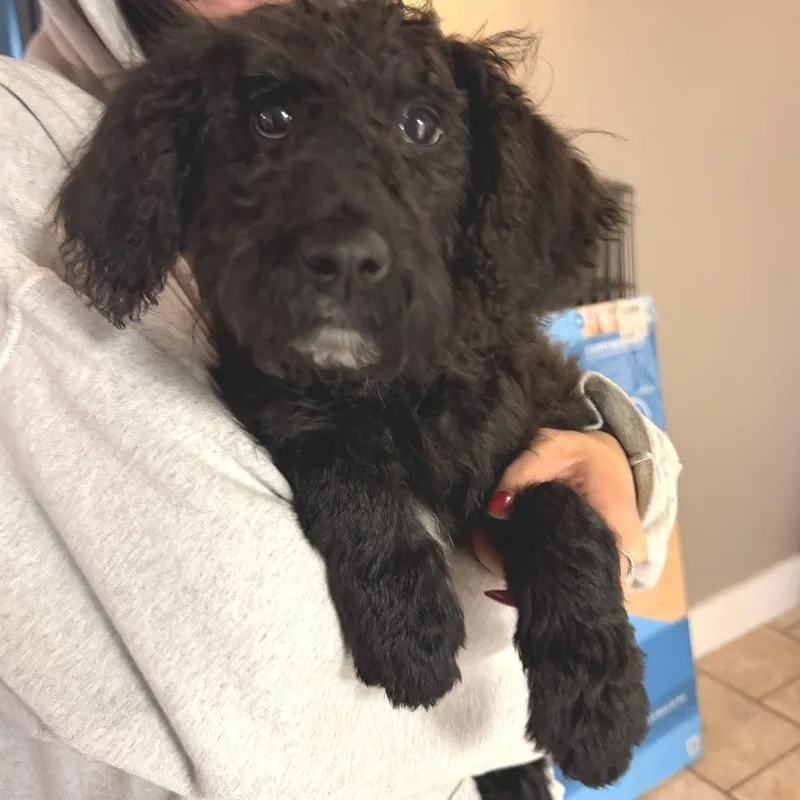 Soot Sprite