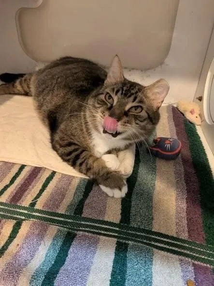A young medium-sized male Tabby (Brown / Chocolate) Domestic Short Hair cat named Cletus for adoption in West Palm Beach, FL