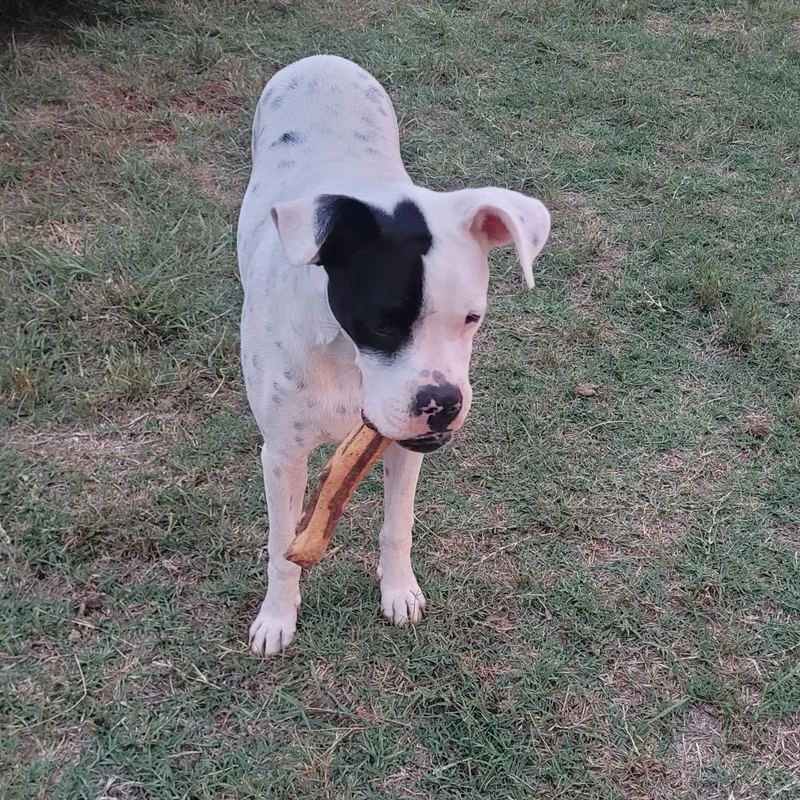 A young large-sized male White / Cream Boxer dog named Petie for adoption in Cordell, OK