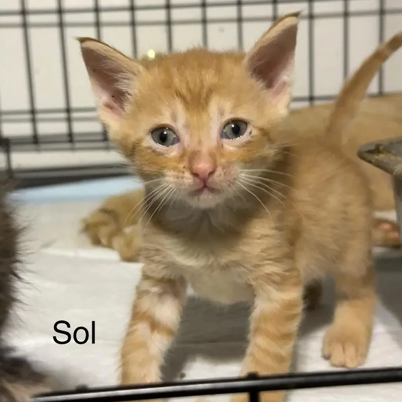 Sol thumbnail 2
