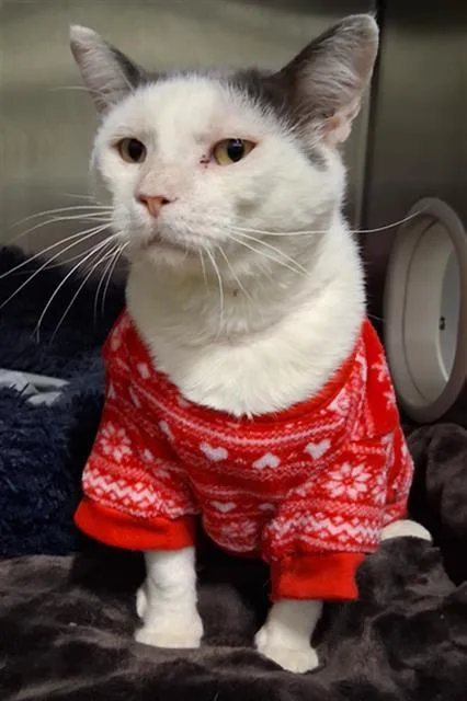 A young small-sized male Domestic Short Hair cat named Berry for adoption in Bakersfield, CA