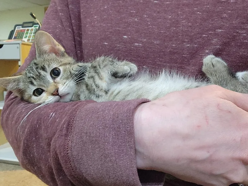 A baby small-sized female Domestic Short Hair cat named Red Velvet Cake for adoption in Wheaton, IL