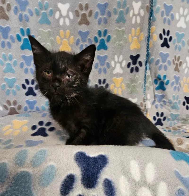 A baby small-sized male Domestic Short Hair cat named Clinton for adoption in Wabash, IN