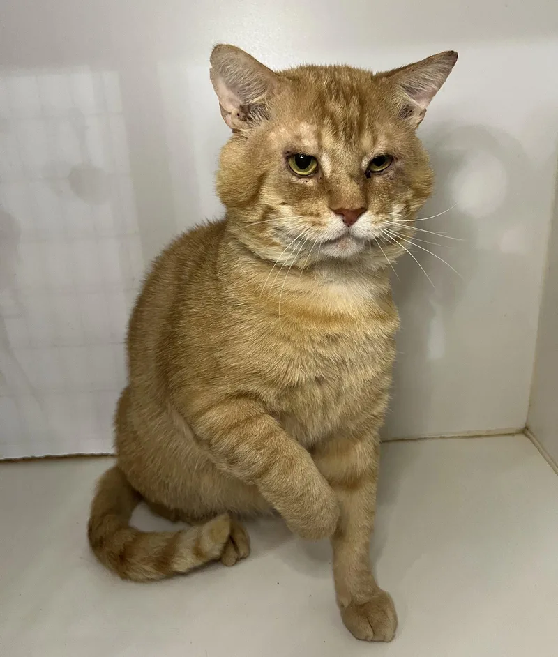 An adult medium-sized male Orange / Red Domestic Short Hair cat named Garfield for adoption in Hammond, LA