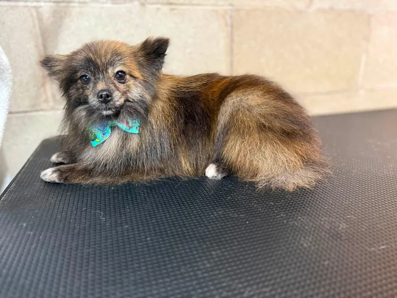 A young small-sized male Black Pomeranian dog named Mozzie for adoption in Union Grove, WI