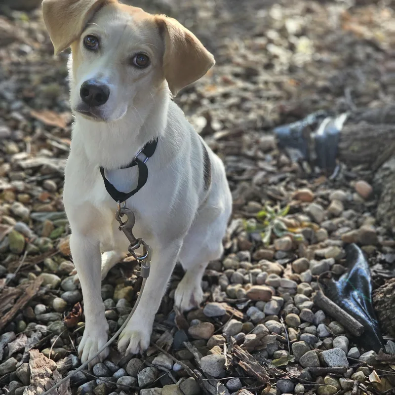 A young medium-sized female Tricolor (Brown, Black, & White) Beagle dog named Khloe Springfield for adoption in O Fallon, IL