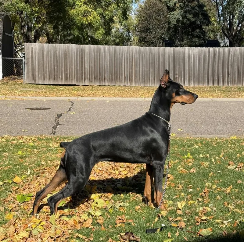 An adult medium-sized female Doberman Pinscher dog named Ayzal for adoption in Buffalo, MN