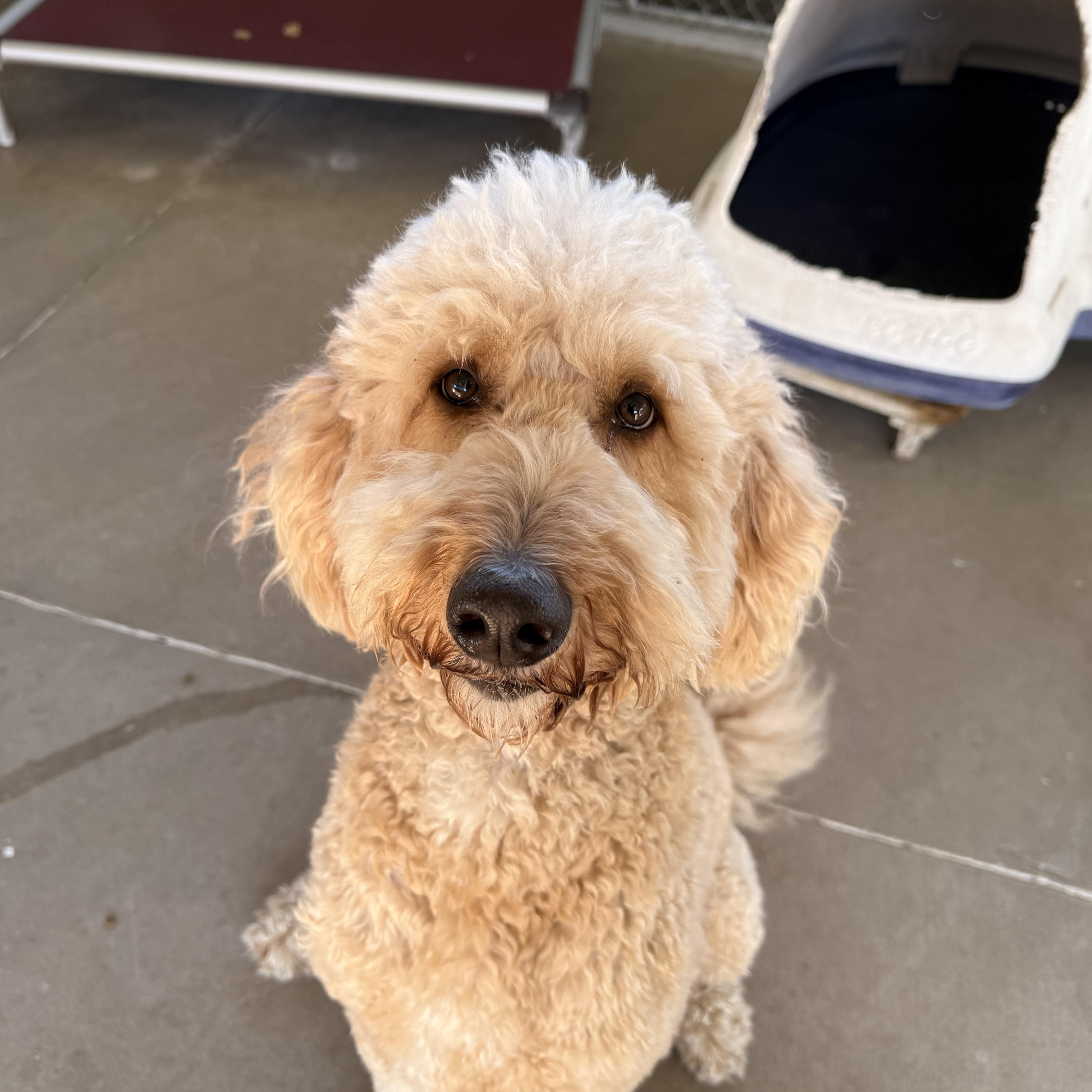 An adult large-sized male Goldendoodle dog named Scottie for adoption in Pacific, MO