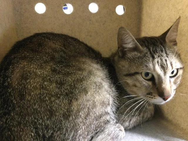 An adult medium-sized male Domestic Short Hair cat named Thomas for adoption in Riverside, CA