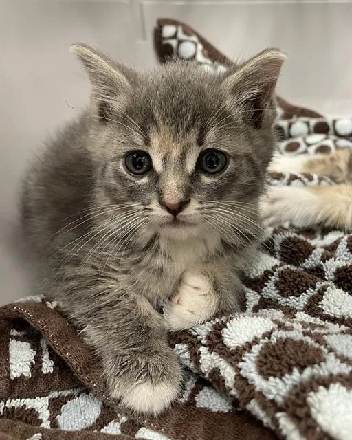 A baby medium-sized female Gray / Blue / Silver Domestic Short Hair cat named Polly for adoption in Clyde, NC