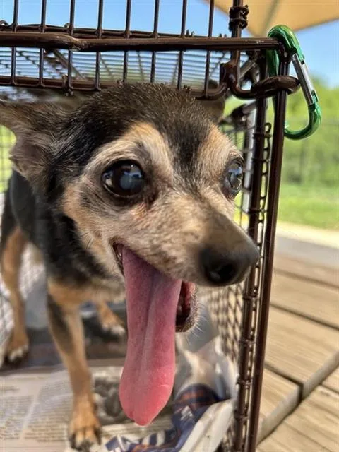 A senior small-sized female Chihuahua dog named Mini Me for adoption in San Antonio, TX