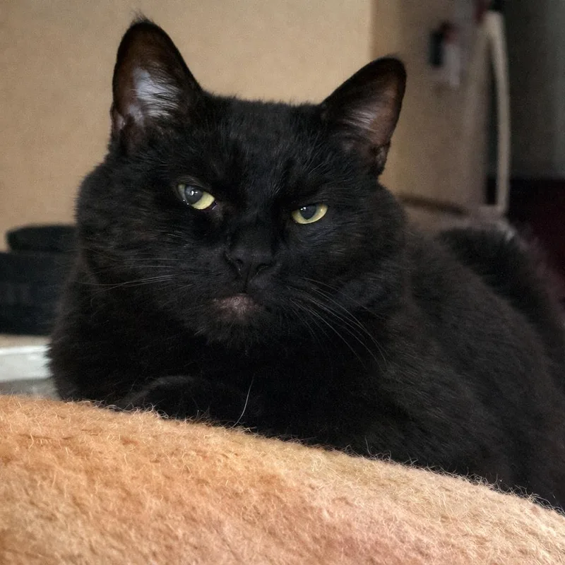 An adult medium-sized male Black Domestic Short Hair cat named Ryder for adoption in Laramie, WY