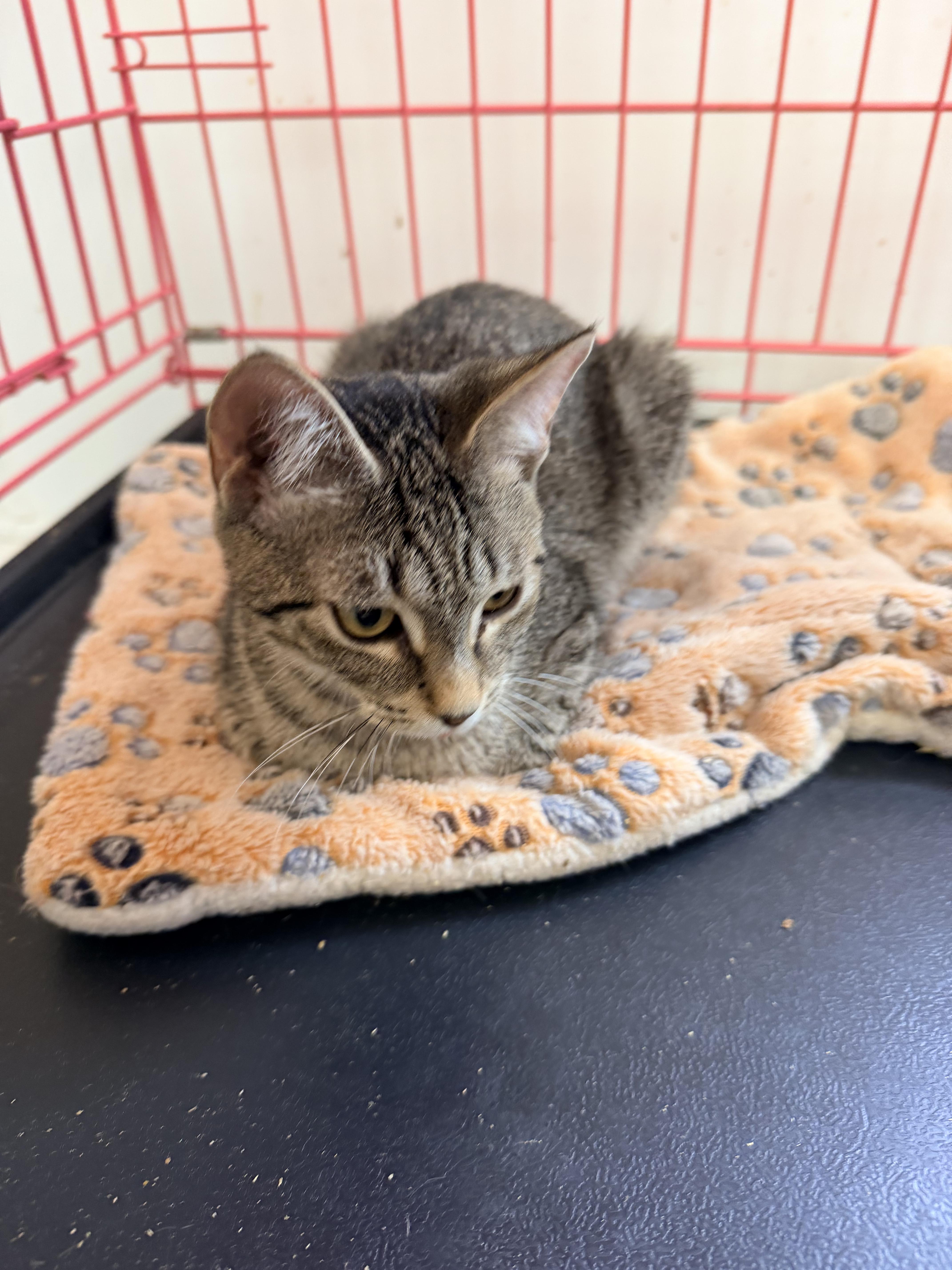 A baby medium-sized male Tabby (Buff / Tan / Fawn) Tabby cat named Cosmo for adoption in Shrewsbury, MA