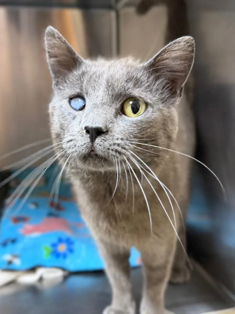 A young medium-sized male Domestic Short Hair cat named Nick Fury for adoption in Menomonie, WI