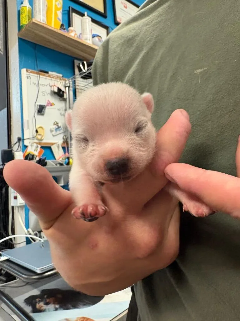 A baby small-sized male Chihuahua dog named Torpedo for adoption in Reno, NV