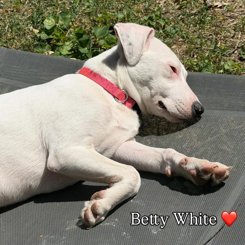 Betty White thumbnail 5