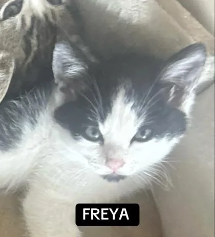 A baby small-sized female Domestic Short Hair cat named Freya for adoption in Sacramento, CA