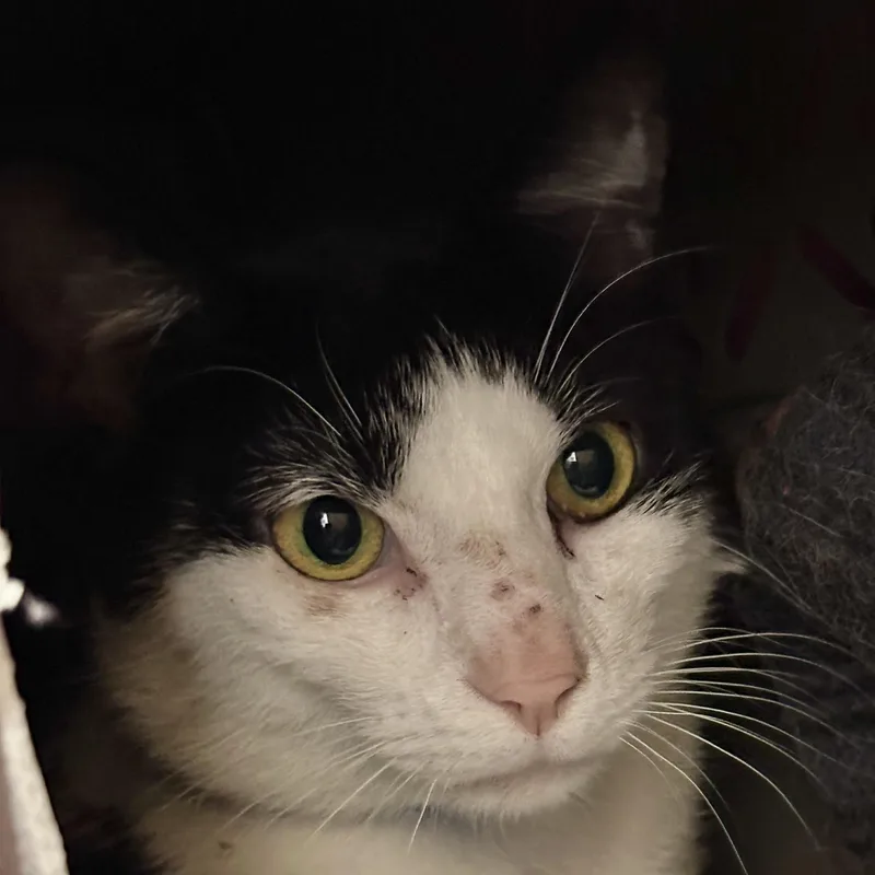 An adult medium-sized male Black & White / Tuxedo Domestic Short Hair cat named Moo Moo for adoption in Victor, NY