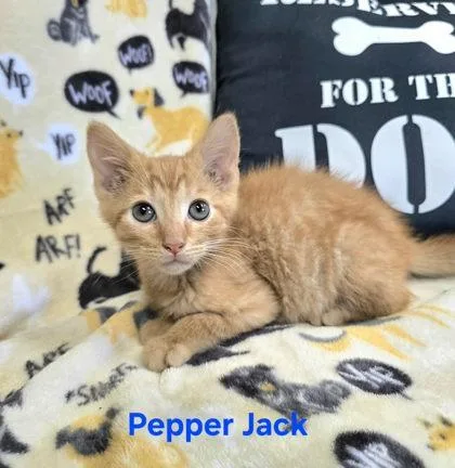 A young medium-sized male Orange & White Domestic Short Hair cat named Pepper Jack for adoption in Sullivan, IN