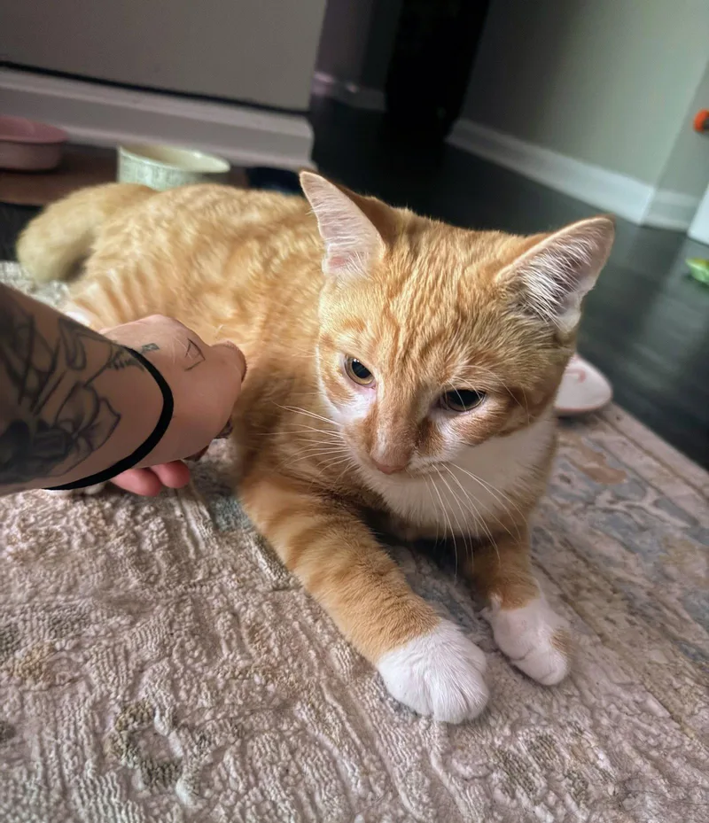 A young medium-sized male Orange / Red Domestic Short Hair cat named Cypher for adoption in Reston, VA