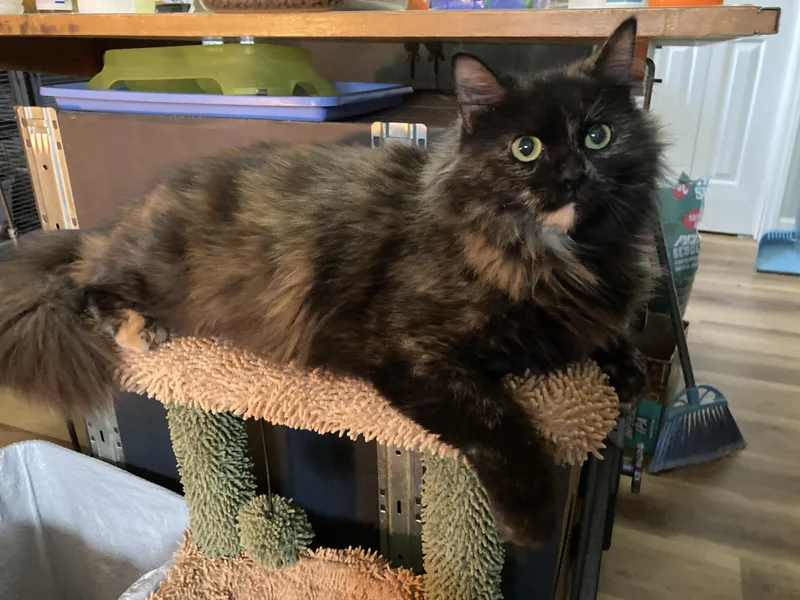 Emberlyn thumbnail 4