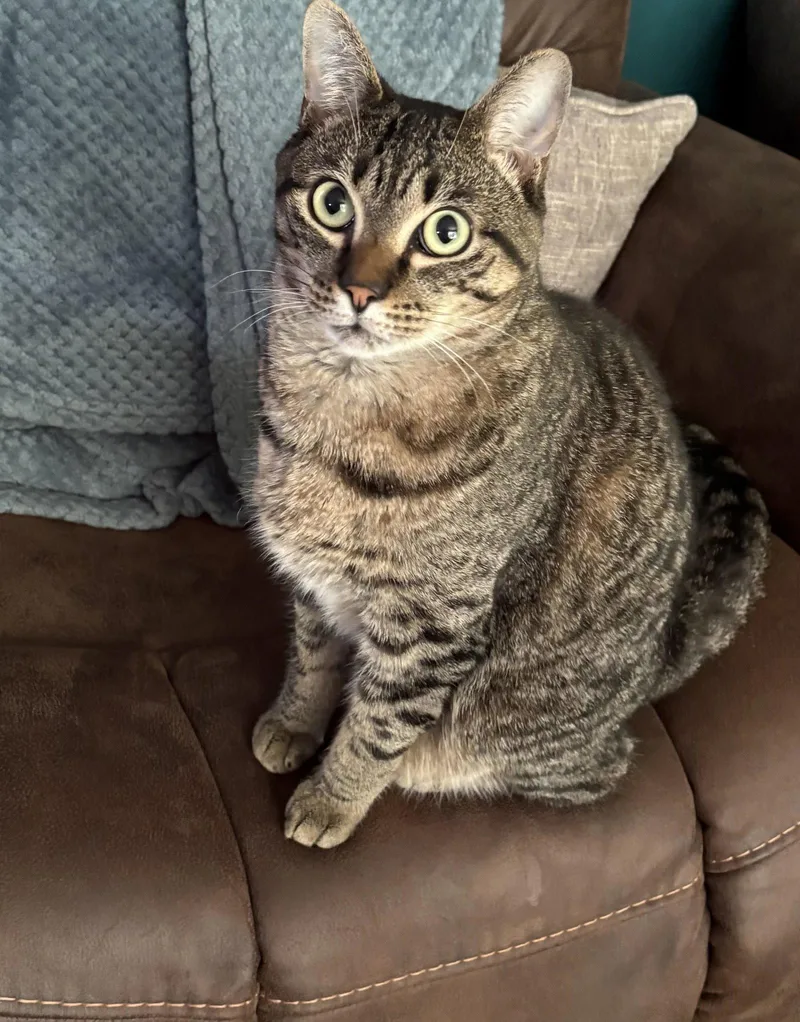 An adult medium-sized male Domestic Short Hair cat named Milo for adoption in Rochester, NY