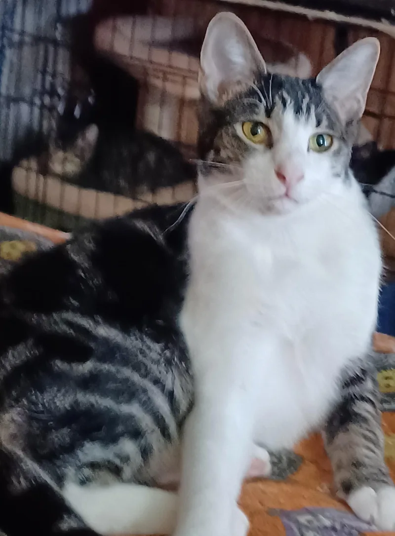 Ferdinand thumbnail 2