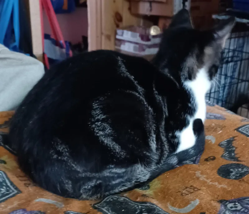 Ferdinand thumbnail 3