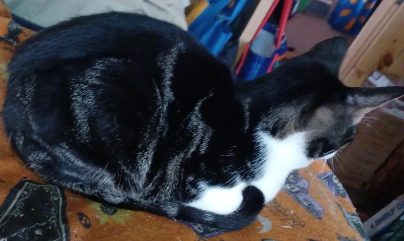 Ferdinand thumbnail 4