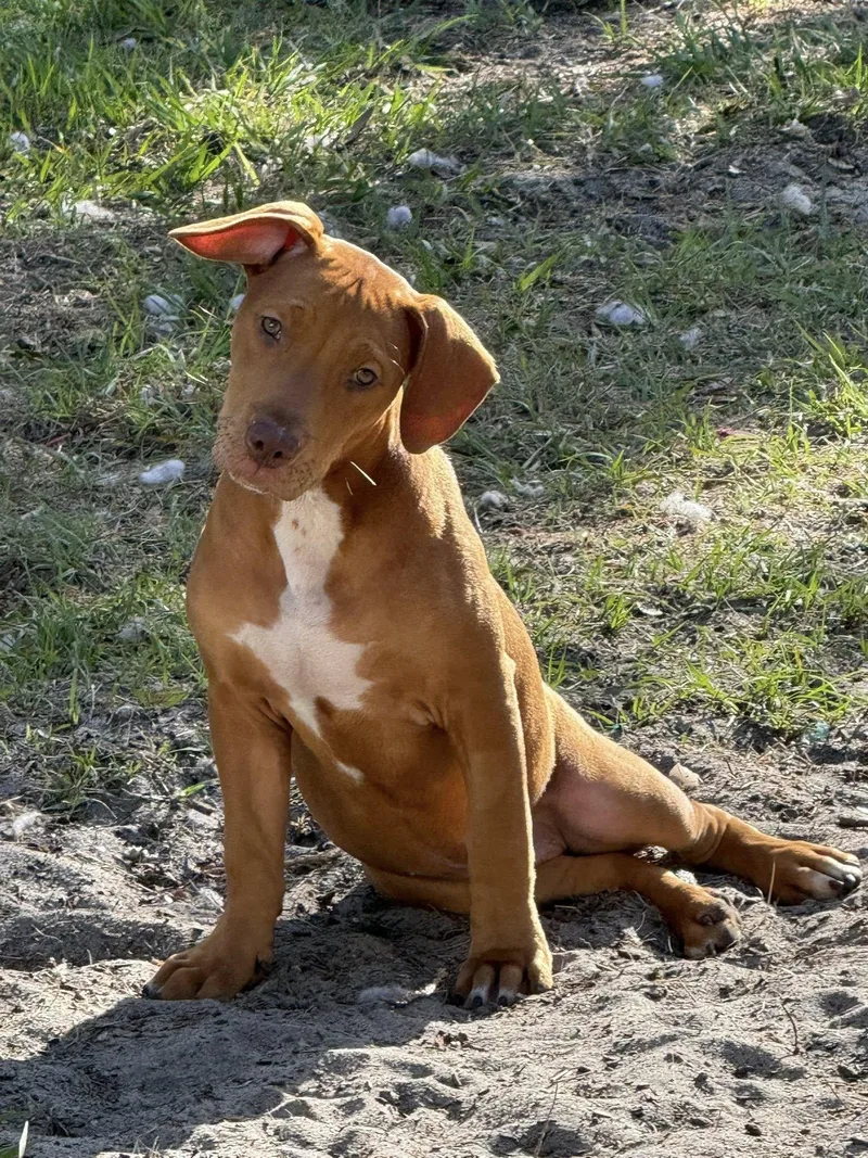 A young large-sized male Mixed Breed dog named Hank for adoption in Gainesville, FL
