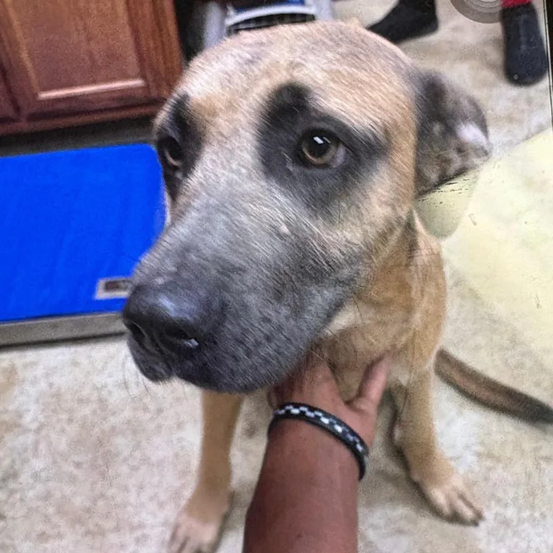 An adult medium-sized male Brown / Chocolate Terrier dog named Waffles U for adoption in Tupelo, MS